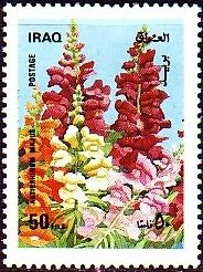 Antirrhinum majus