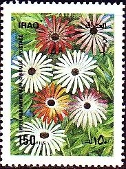 Mesembyranthemum sparkles