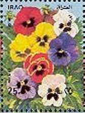 Stamp, Vioa sp. (without white border), Iraq,  