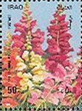 Antirrhinum majus (without white border)