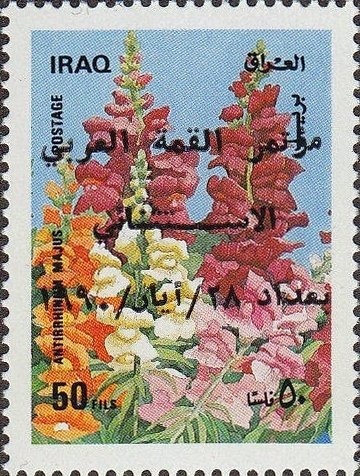 Antirrhinum majus