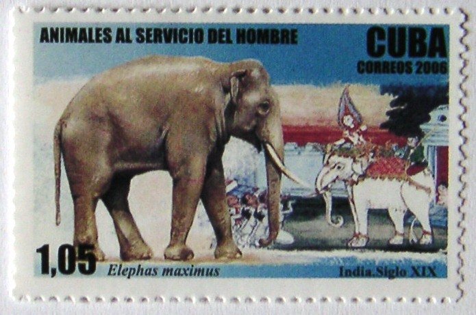 Asian Elephant (Elephas maximus)