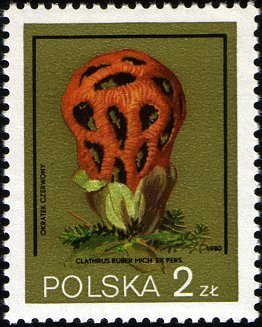 Stamp, Clathrus ruber, Poland,  , Mushrooms