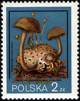 Stamp, Xerocomus Parasiticus, Poland,  , Mushrooms