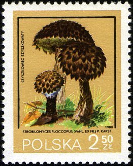 Strobilomyces floccopus
