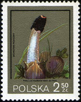 Phallus hadriani