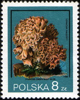 Stamp, Sparassis crispa, Poland,  , Mushrooms
