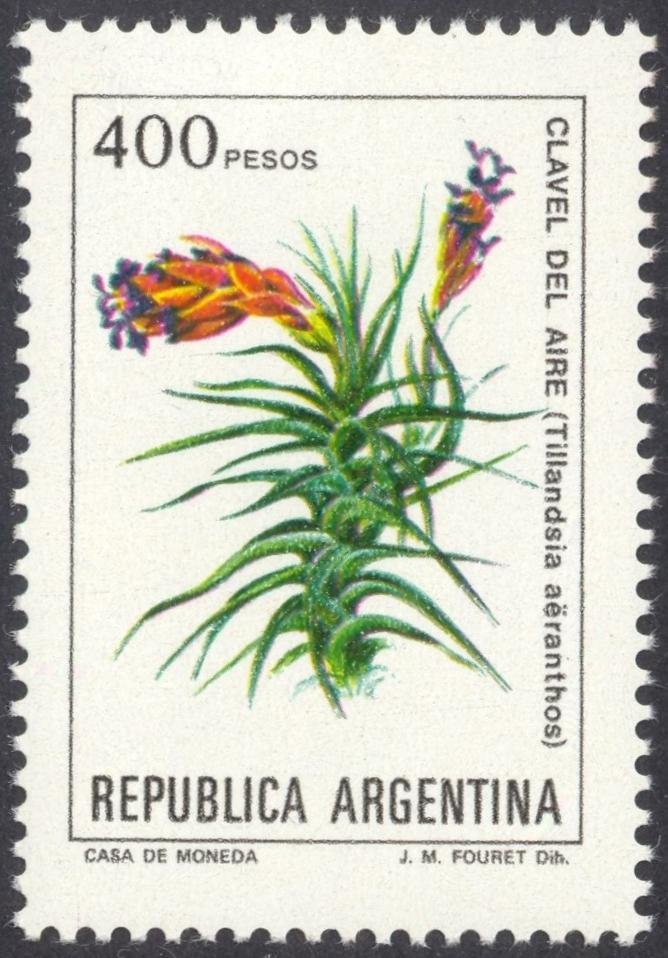 Tillandsia aëranthos