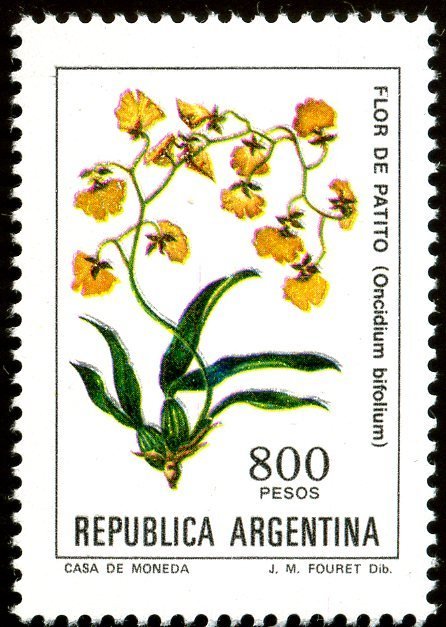 Gomesa bifolia (syn.Oncidium bifolium)