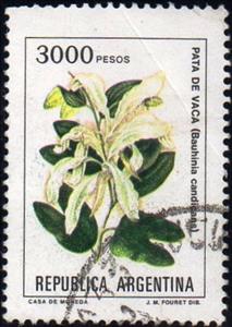 Stamp, Bauhinia candicans, Argentina,  