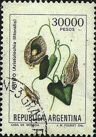 Aristolochia littoralis