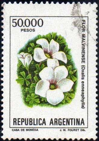 Oxalis enneaphylla