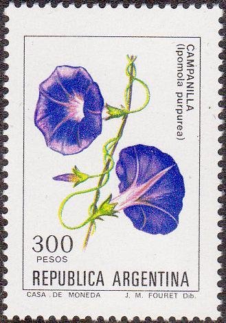 Campanilla - Ipomola purpurea