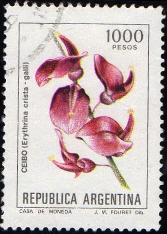 Ceibo (Erythrina crista - galli)