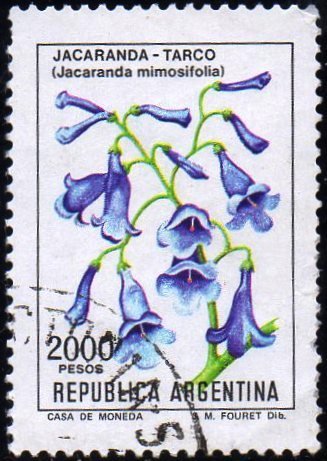 Jacaranda mimosifolia
