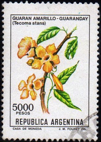 Guaran Amarillo - Guaranday (Tecoma stans)