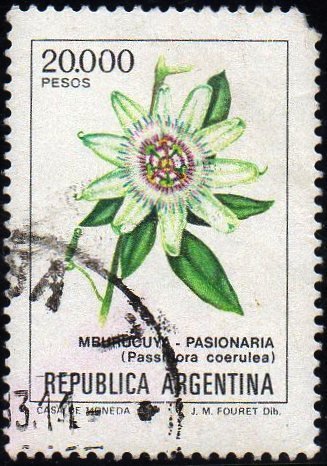 Passiflora coerules