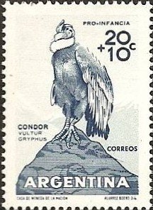 Andean Condor (Vultur gryphus)