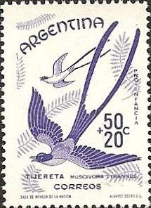 Fork-tailed Flycatcher (Muscivora tyrannus)