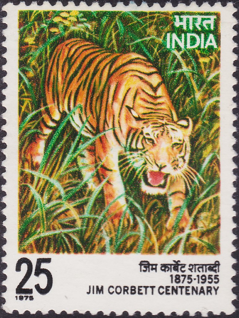 Tiger (Panthera tigris)