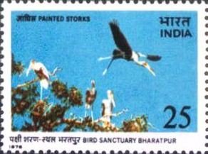 Painted Stork (lbis leucocephalus) 