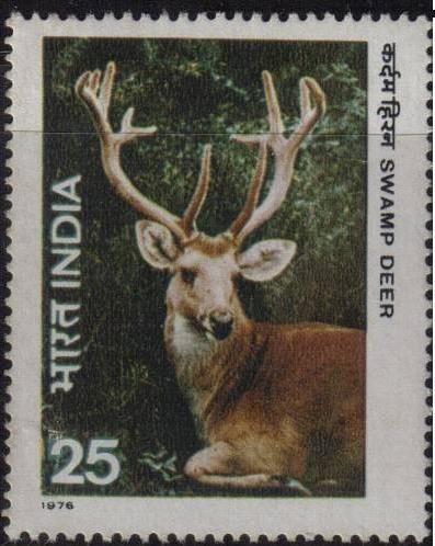 Swamp Deer (Cervus duvaucelii)