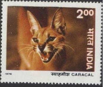 Carakal (Caracal caracal)