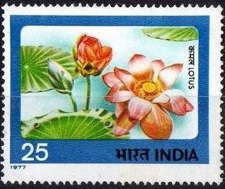 Lotus