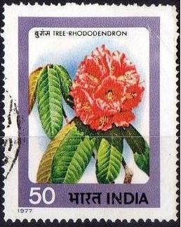 Rhododendron