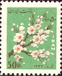 Cherry blossoms
