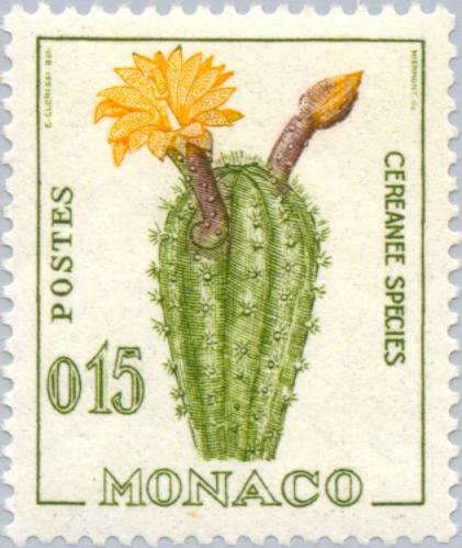 Echinopsis sp.