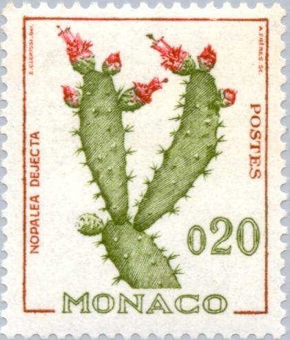 Opuntia sp.