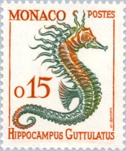 Long-snouted Seahorse (Hippocampus guttulatus)