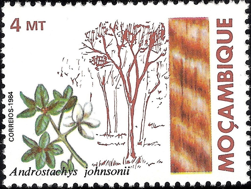 Lebombo Ironwood (Androstachys johnsonii)
