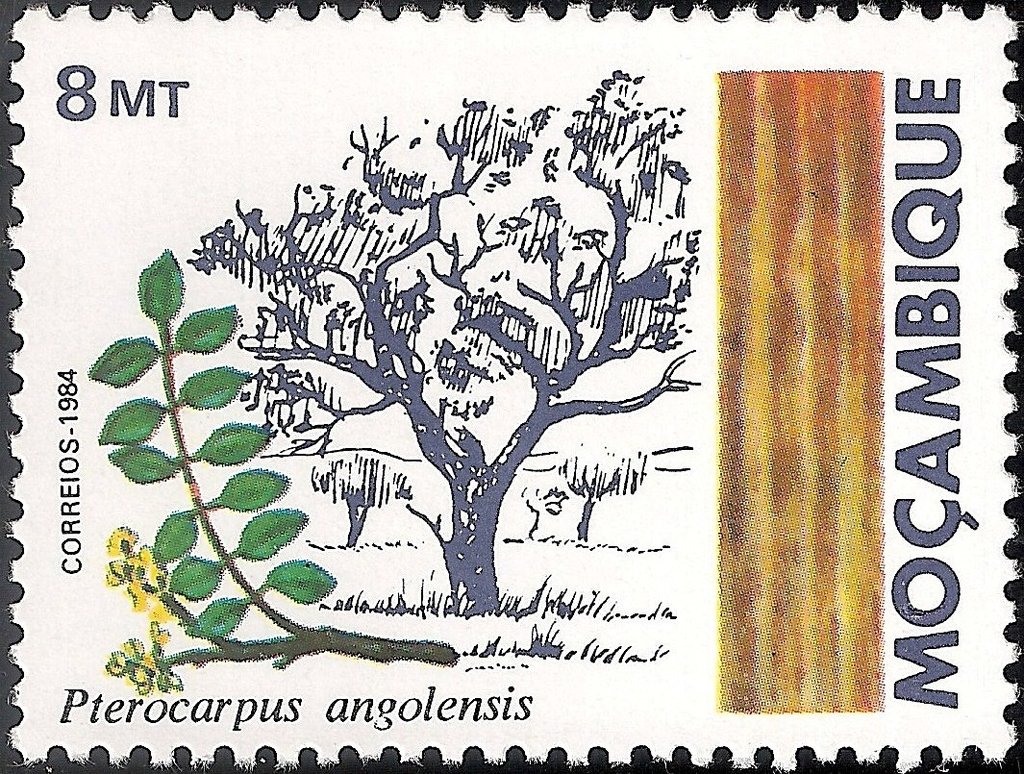 Muninga (Pterocarpus angolensis)
