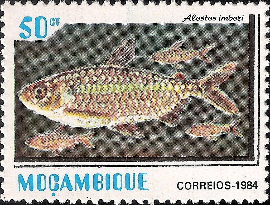 Spot-tail Robber (Alestes imberi)