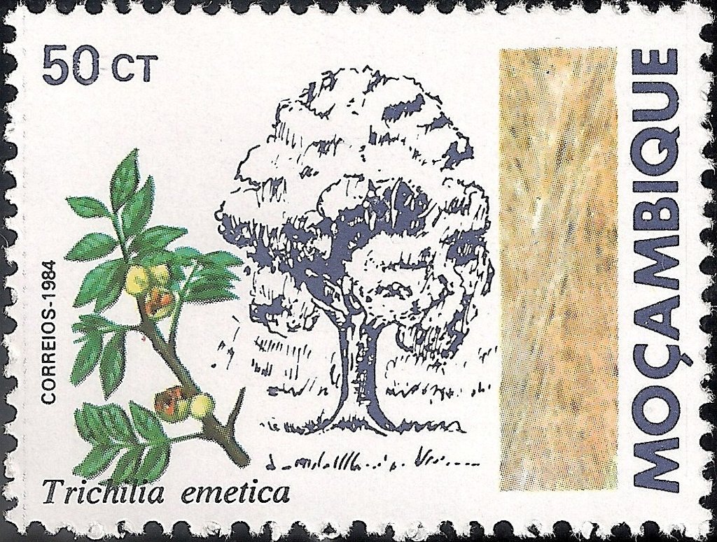 Vahl mafura nut (Trichilia emetica)