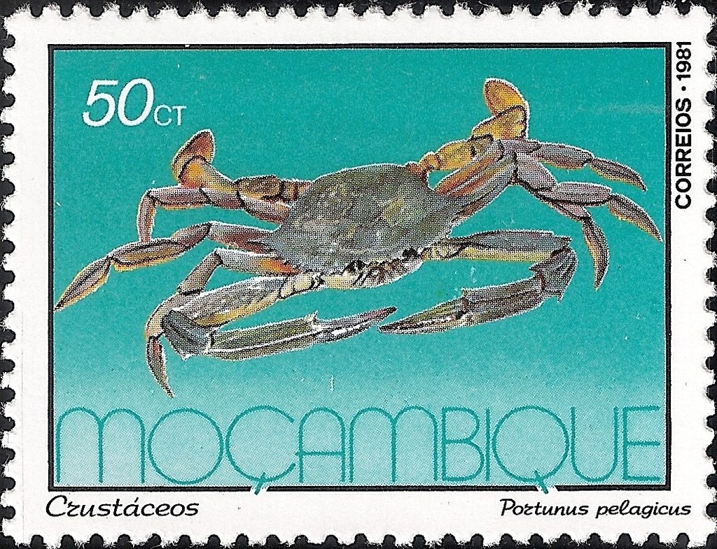 Blue Crab (Portunus pelagicus)