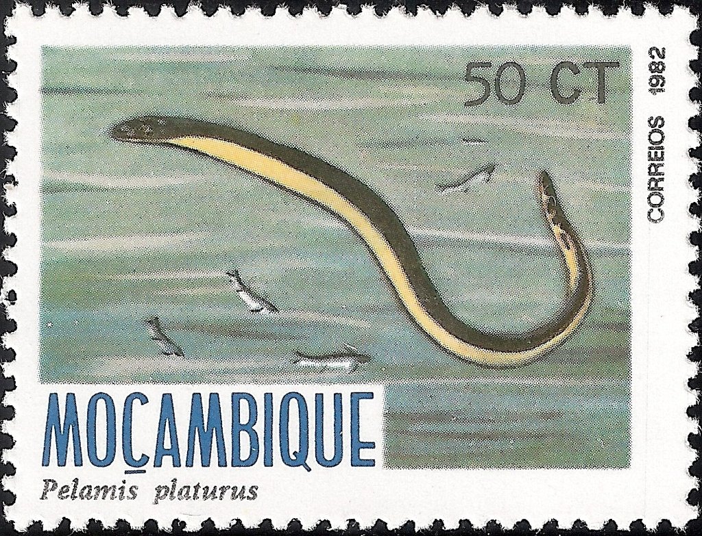 Yellow-bellied Sea Snake (Pelamis platura)