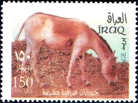 Onager (Equus hemionus)