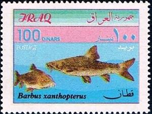 Stamp, Barbel (Barbus xanthopterus), Iraq,  