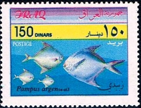 Silver Pomfret (Pampus argenteus)