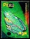 Amazon Leaf Frog (Agalychris craspedopus)