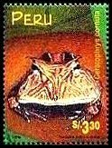 Surinam Horned Frog (Ceratophrys cornuta)