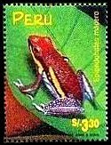 Manu Poison Frog (Epipedobates macedo)