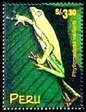 White-lined Leaf Frog (Phyllomedusa vaillantii)