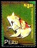Sumaco Horned Treefrog (Hemiphractus proboscideus)