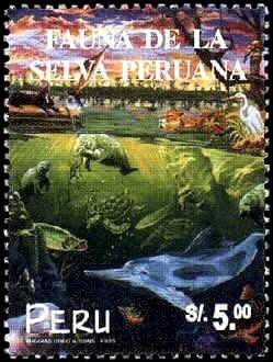 Fauna of the Peruvian Rain Forest