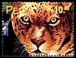 Jaguar (Panthera onca)