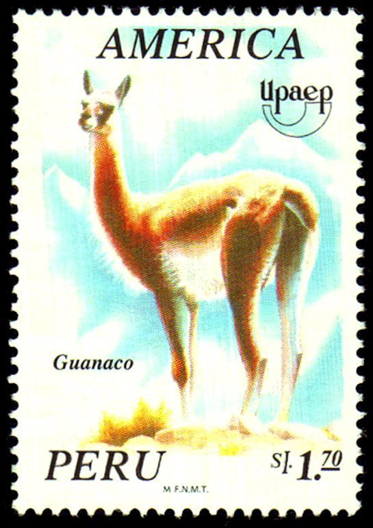 Guanaco (Lama guanicoe)